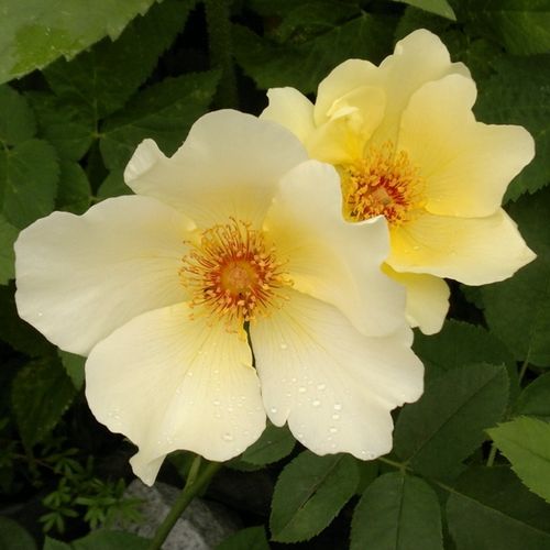 Gärtnerei - Rosa Golden Wings - gelb - wildrosen - diskret duftend - Roy E. Shepherd - Buschige, stark dornige Sorte mit robuster Form.